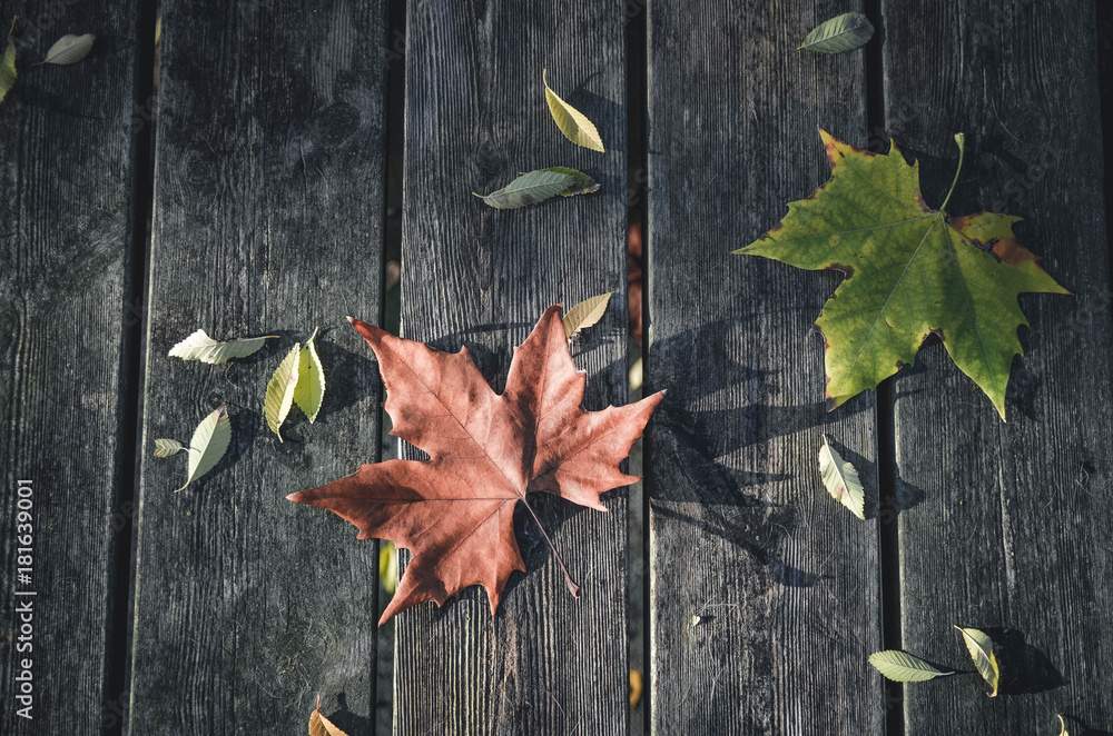 Obraz premium background with autumn leaves