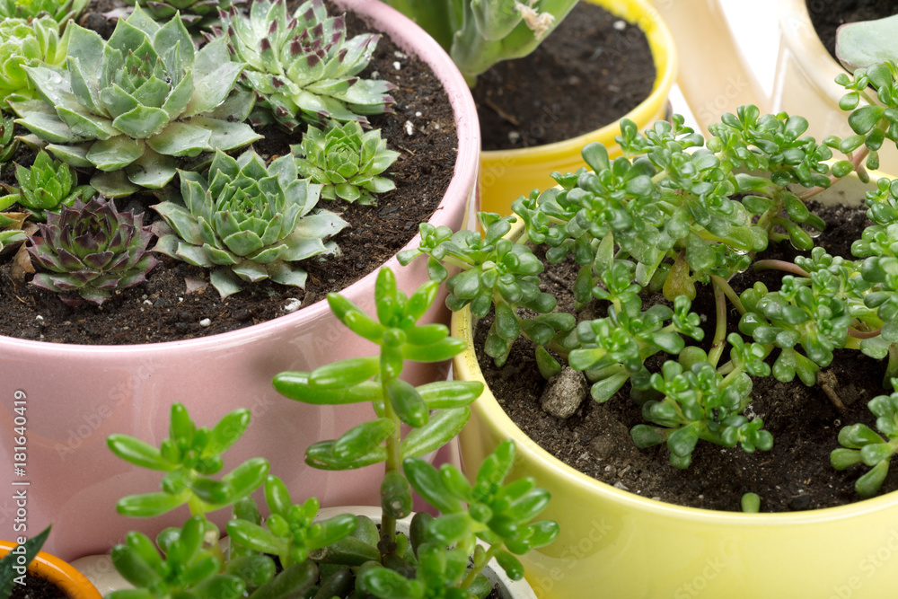 succulents plant in pot on white background succulents plant in pot on white background