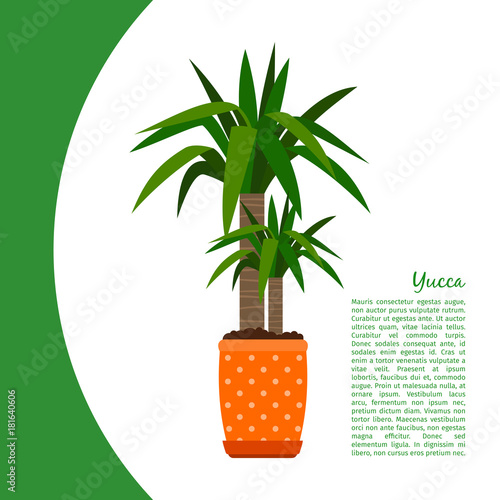 Yucca plant in pot banner