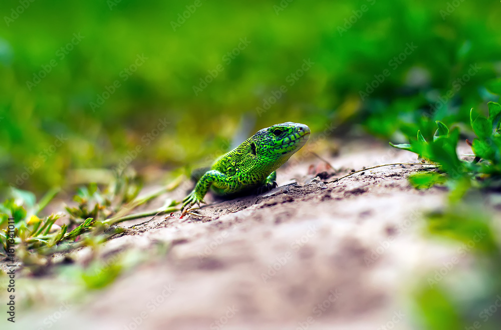 The green lizard basks The green lizard basks
