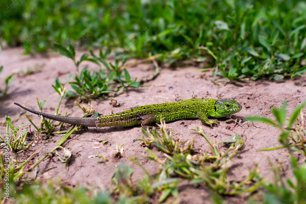 The green lizard basks The green lizard basks