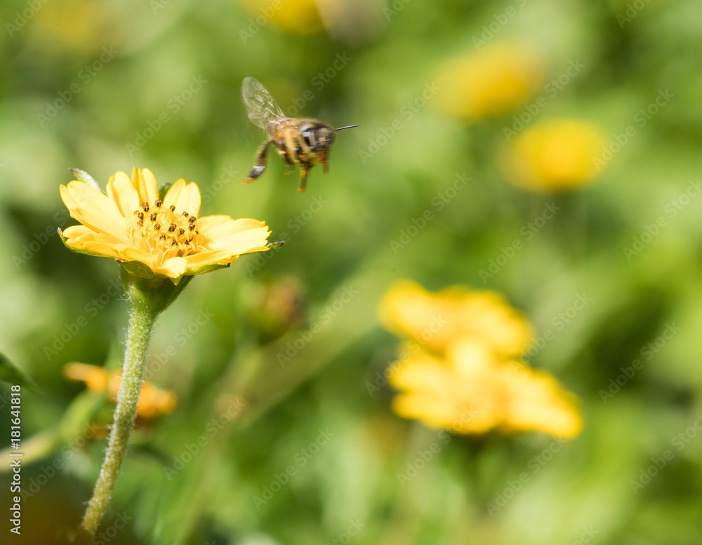 A beautiful bee on yellow flower with Nature background A beautiful bee on yellow flower with Nature background