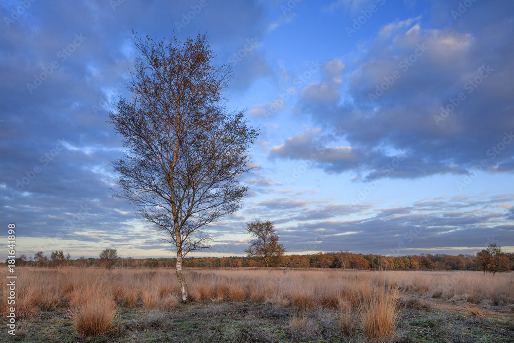 Autumn twilight scenery at a tranquil moorland, Goirle, The Netherlands Autumn twilight scenery at a tranquil moorland, Goirle, The Netherlands