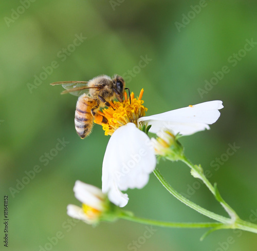 bee isolated on flower