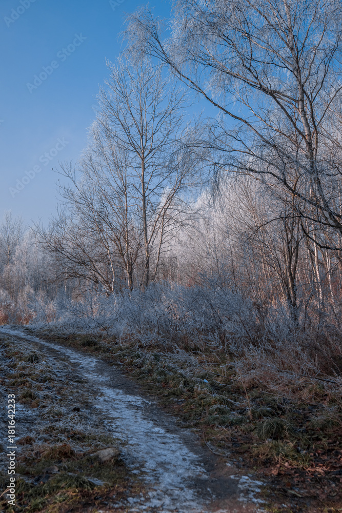 Winter trees covered with frost. A path in a winter field among the trees. Winter trees covered with frost. A path in a winter field among the trees.
