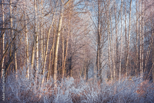 Wallpaper Mural Winter trees covered with frost. Torontodigital.ca