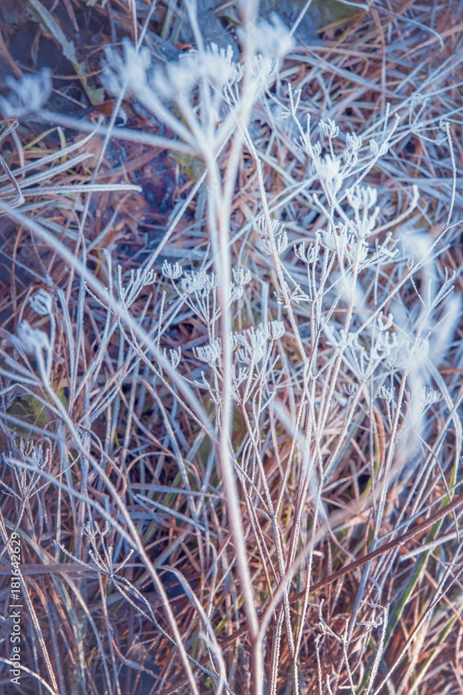 Dry leaves and grass on the ground covered with frost in winter.