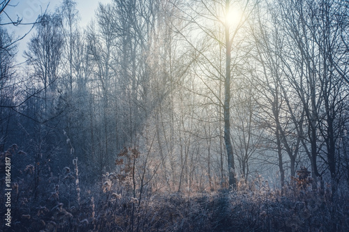 Field lit by the rays of the sun in the winter forest.