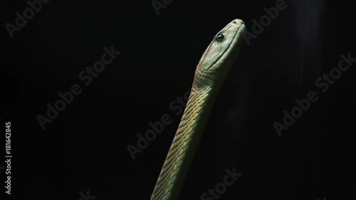 The black mamba (Dendroaspis polylepis) is a venomous snake endemic to parts of sub-Saharan Africa