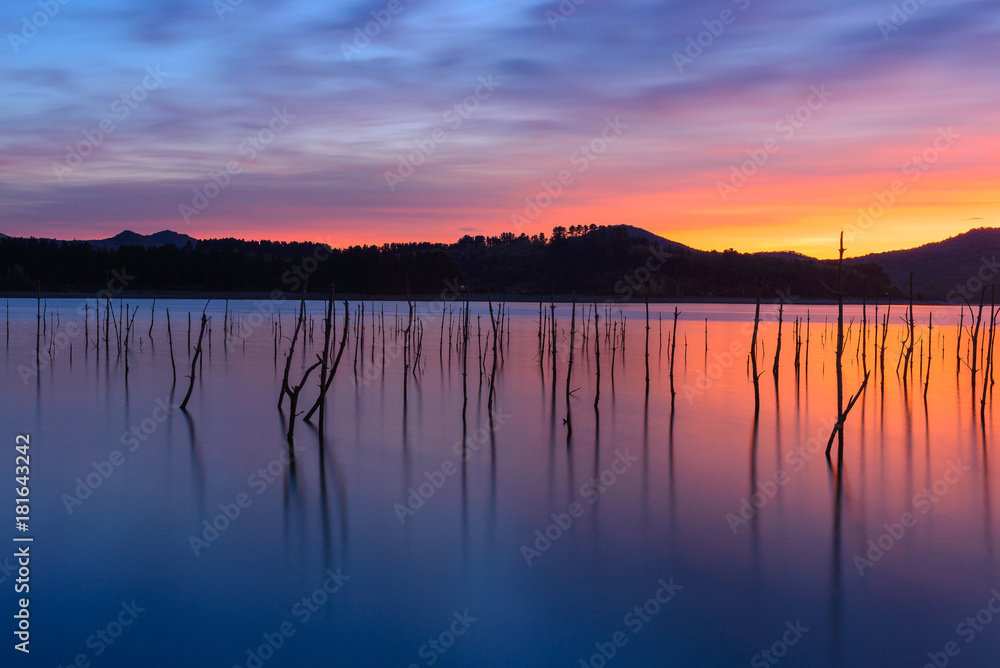 Dead forest in Ullibarri-Gamboa reservoir, Basque Country, Spain