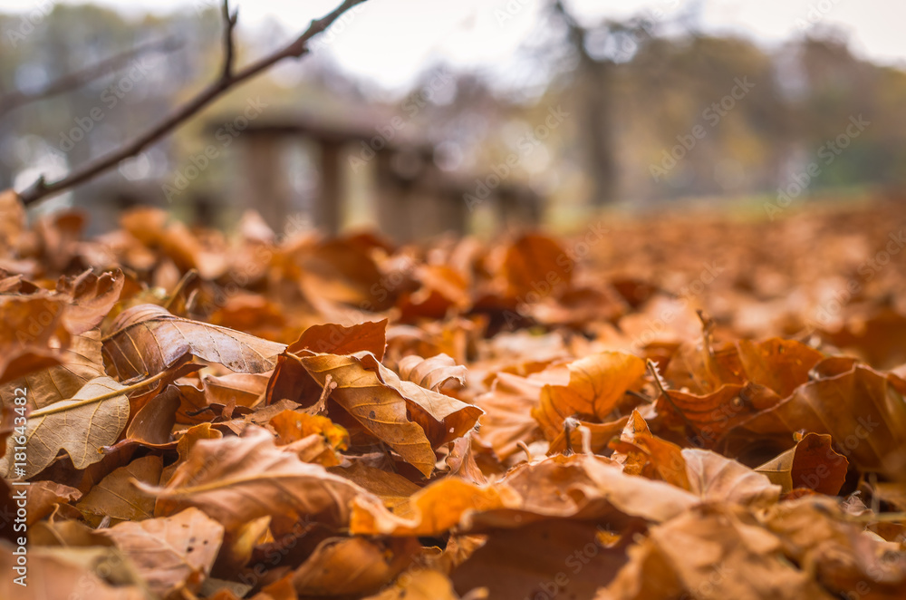 Beautiful autumn nature environment surrounded with trees golden brown yellow leaves Beautiful autumn nature environment surrounded with trees golden brown yellow leaves