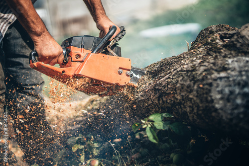 Male lumberjack cutting tree using professional equipment, gasoline powered chainsaw