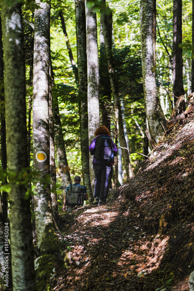 Group of tourists hiking through the forest