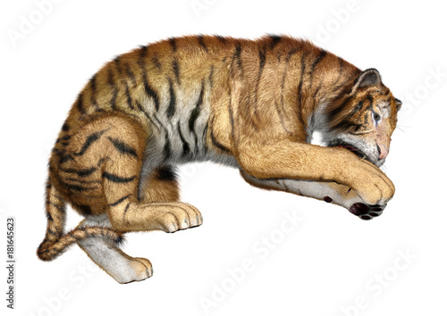 Fototapeta Naklejka Na Ścianę i Meble -  3D Rendering Big Cat Tiger on White