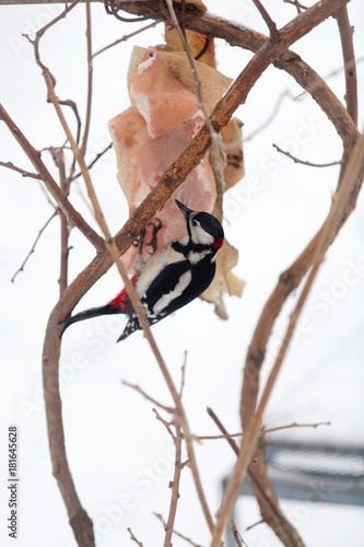 Woodpecker in the winter Bush biting a piece of lard