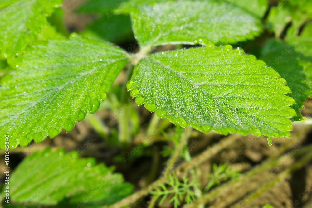 Green leaves of strawberry with drop dew on kitchen garden. Green leaves of strawberry with drop dew on kitchen garden.