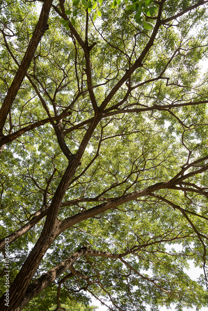 The tropical rainforest tree. The tropical rainforest tree.