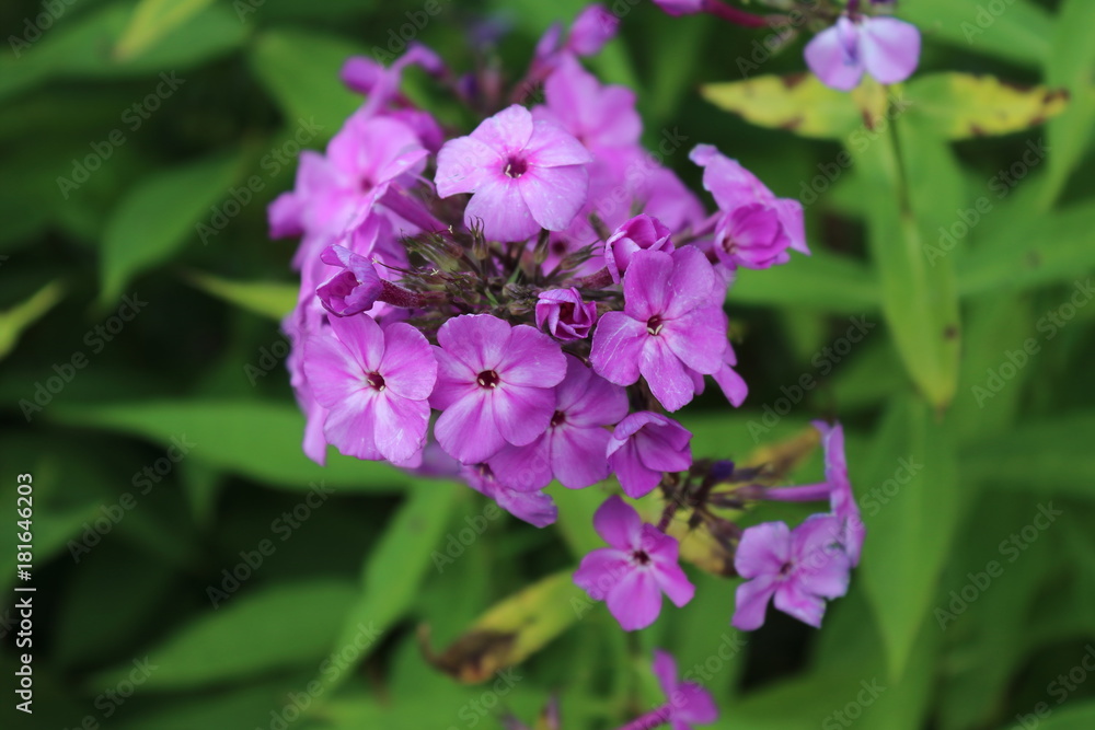 Spring Flowers in Moscow, year 2017 Spring Flowers in Moscow, year 2017