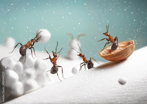 ants ride sledge and play snowballs on Christmas