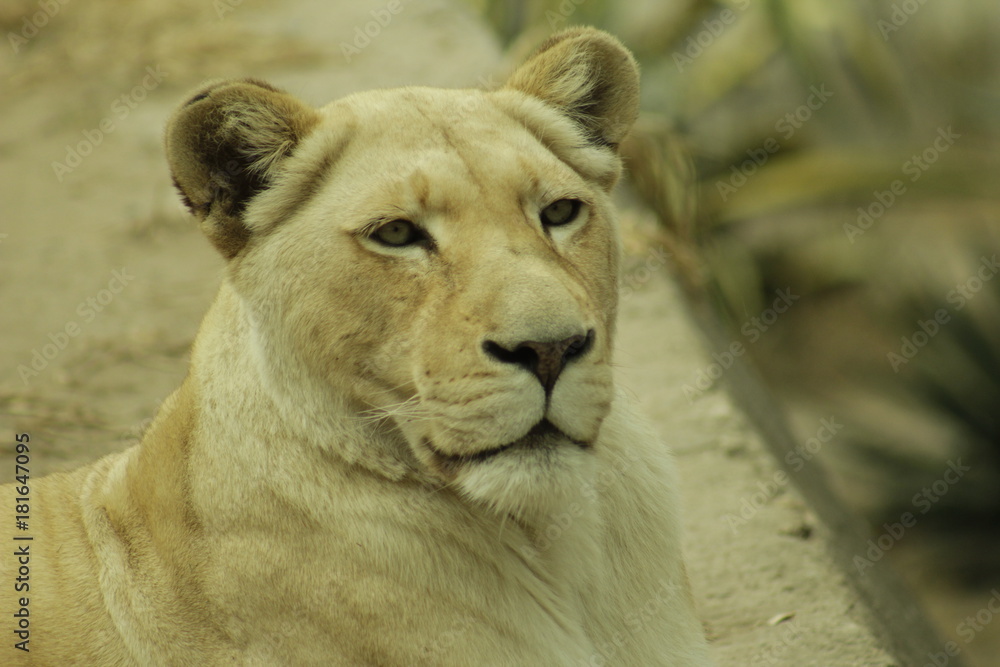 Obraz premium Lioness