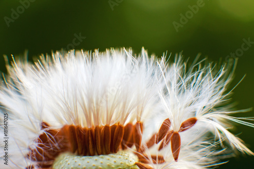 Fototapeta Naklejka Na Ścianę i Meble -  dandelion with flying seeds. dandelion parachute close-up.