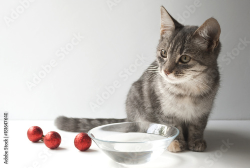 A cute kitten sits on a white background with a bowl of water and red balls.