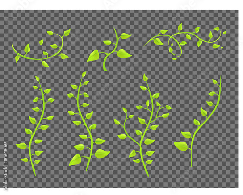 ivy twigs with leaves on a transparent background vector
