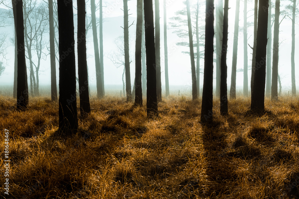 Fototapeta premium Dark mysterious forrest on a cold misty morning with long shadows.