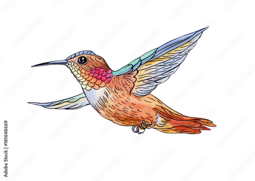Obraz premium Flying hummingbird, hand drawing isolated on white background with clipping path.