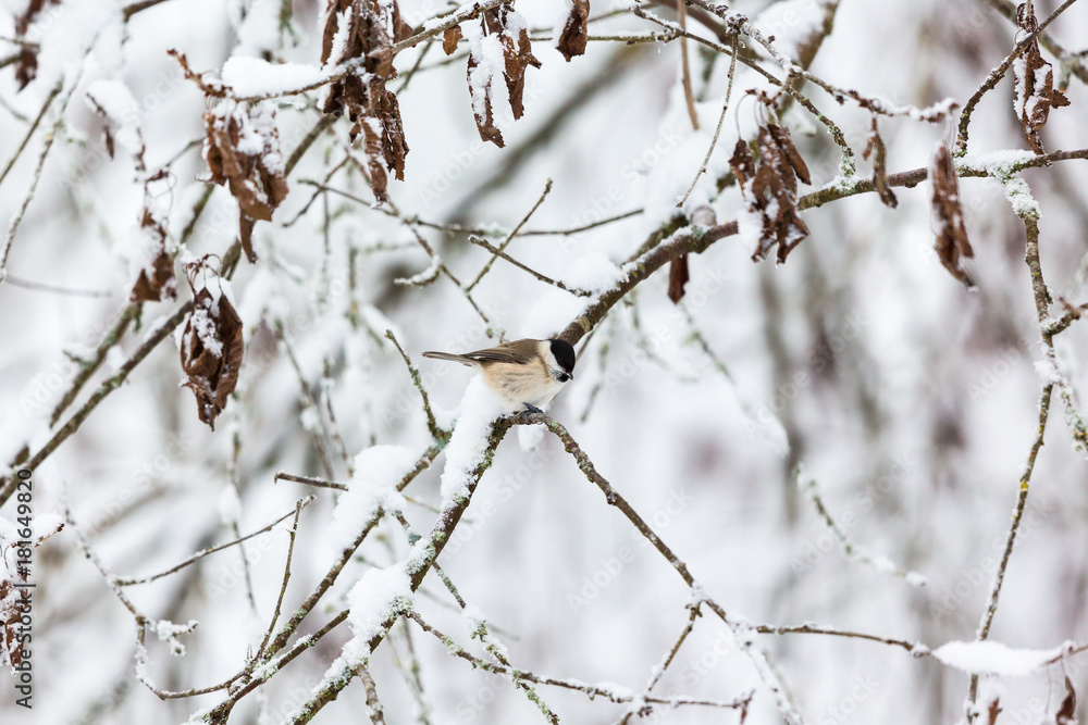 Marsh tit on a snowy tree branch in the woods
