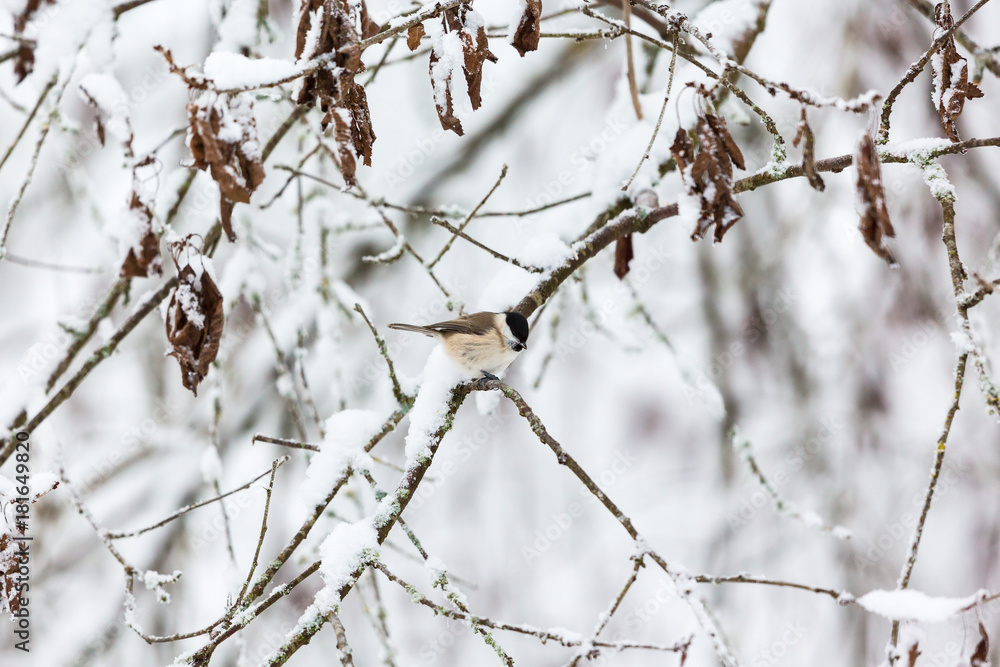 Marsh tit on a snowy tree branch in the woods Marsh tit on a snowy tree branch in the woods