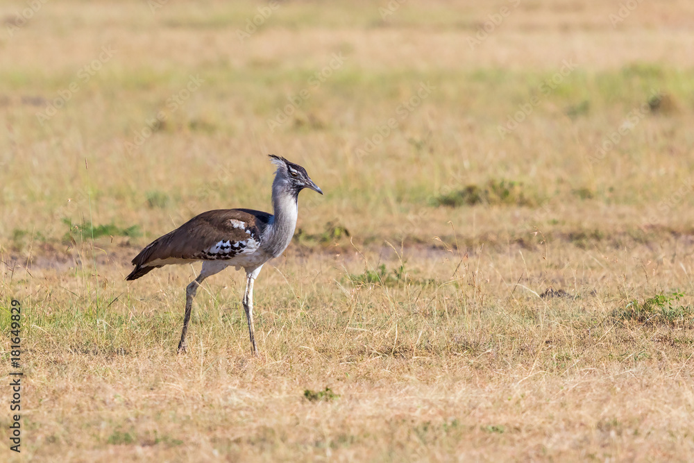 Kori bustard walking on the savannah