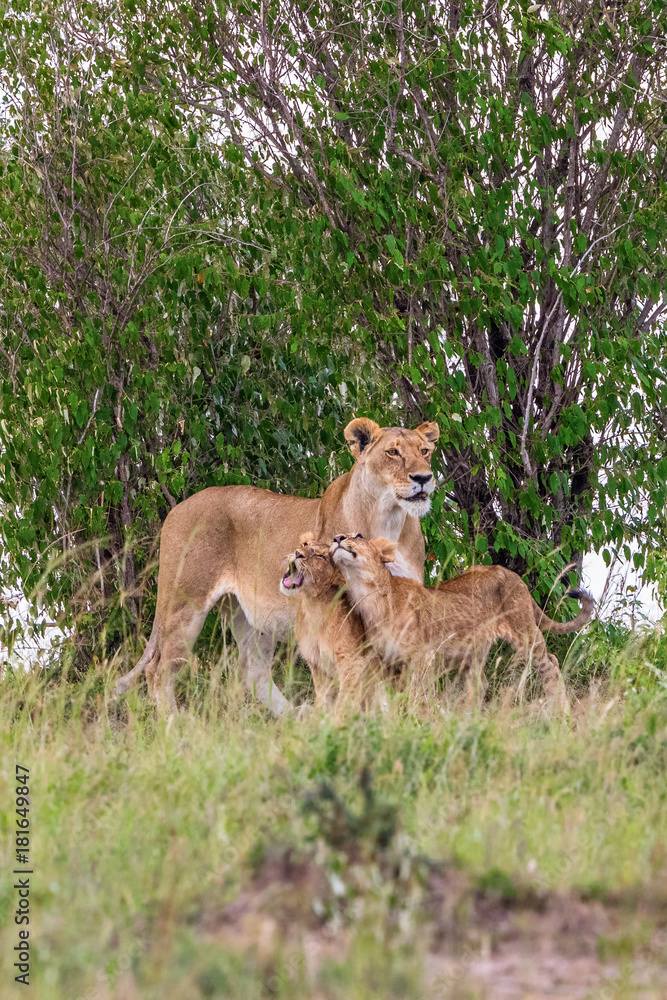 Fototapeta premium Lioness with cubs in a grove of trees in the savannah