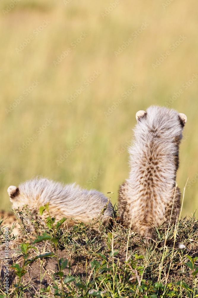 Fototapeta premium Back on Cheetah cubs with fuzzy fur