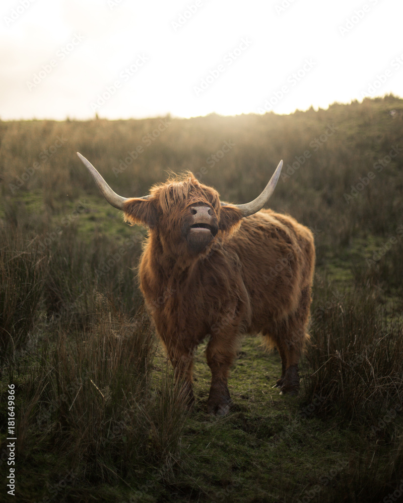 Highland Cow - obrazy, fototapety, plakaty 