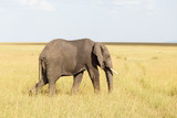 Big Elephant on grass savannah