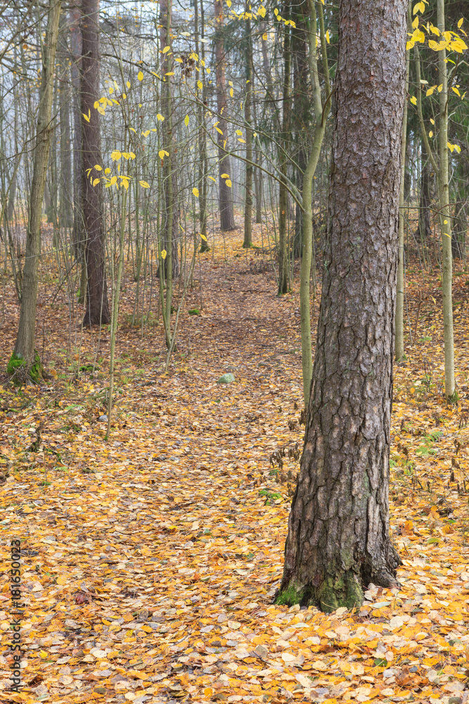 Autumn forest and path at foggy day in Finland Autumn forest and path at foggy day in Finland