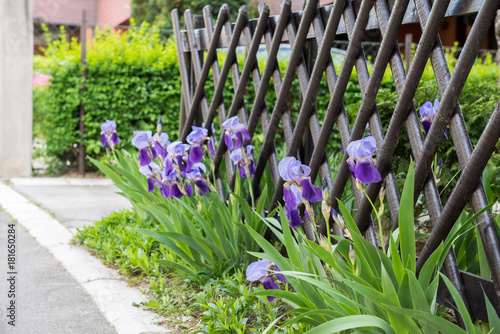 Fototapeta Naklejka Na Ścianę i Meble -  Bunch of iris flowers in front of wooden fence