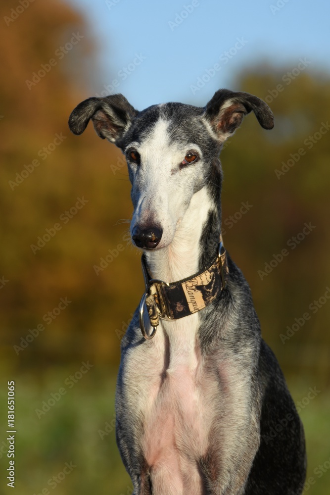 schwarz weißer Galgo Espanol