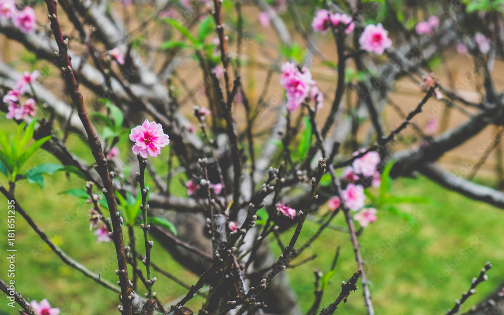Peach flower and tree in the garden Peach flower and tree in the garden
