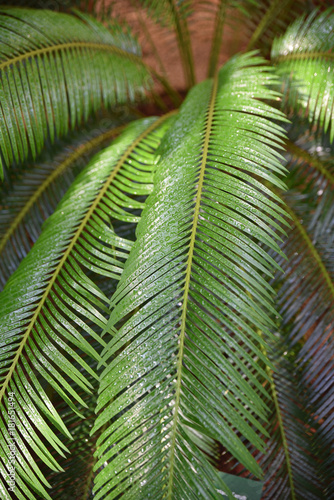 Palmier perl   de pluie en   t   au jardin
