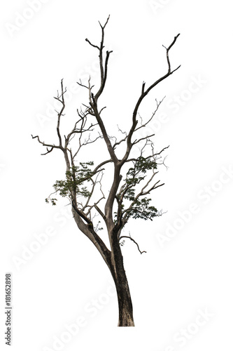 Big tree and dry branch isolated on white background with clipping path. Neem Tree or Holy Tree.