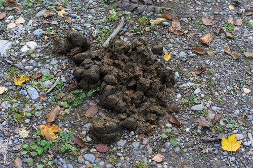 horse feces on forest path