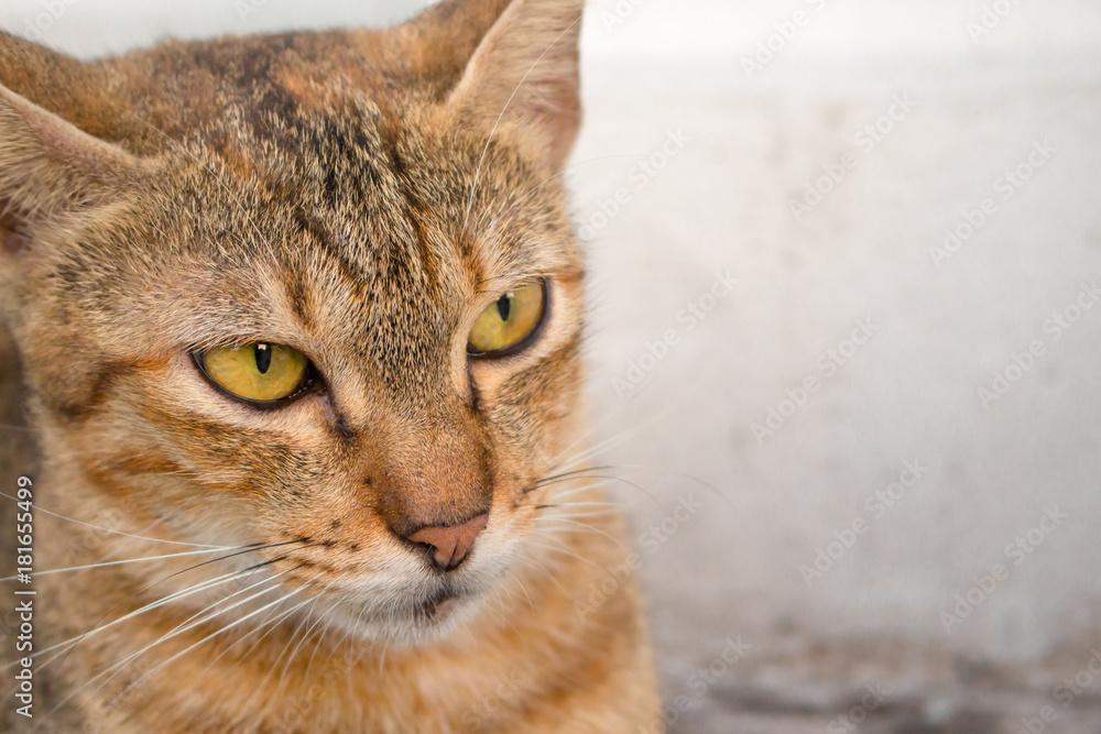 Brown cat with yellow eyes and a crescent of black eyes are looking.