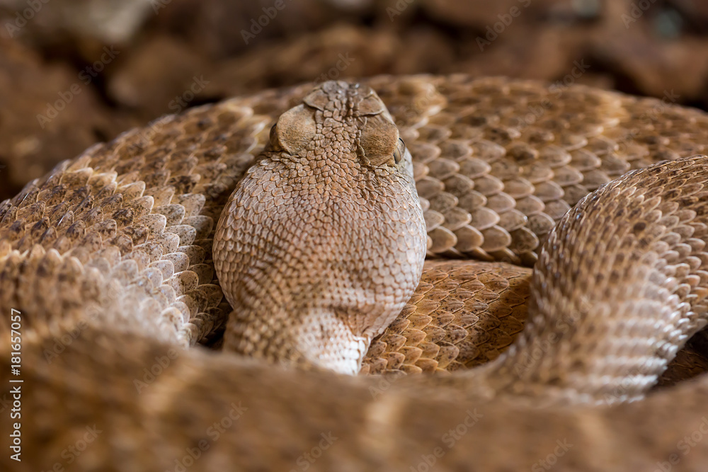 Obraz premium Rattlesnake