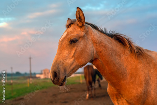 portrait of a horse on a farm