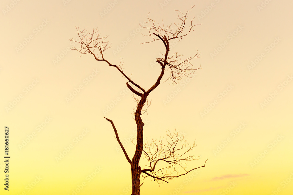 Lonely dead tree. Art nature. Lonely dead tree. Art nature.