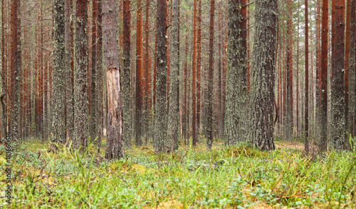Beautiful pine forest