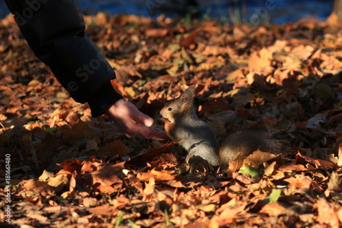 furry red squirrel in the park