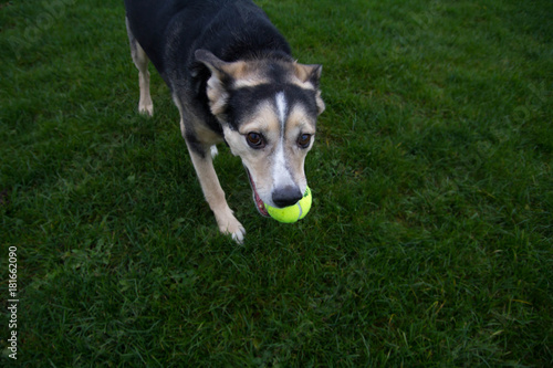 the dog carries a tennis ball